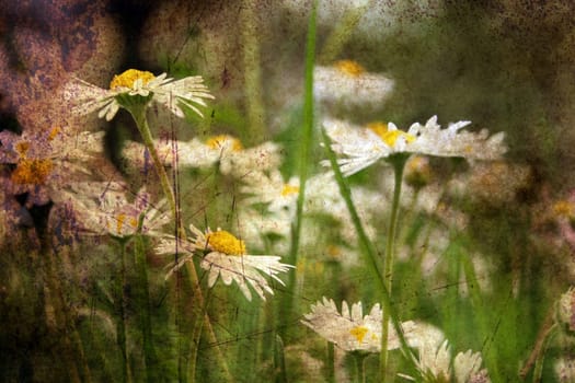 Camomile on a field grunge concept
