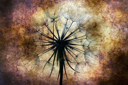 Dandelion against grunge background
