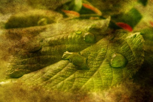 Green leaves grunge concept