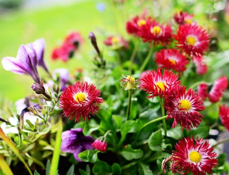 Ornamental purple bellis perennis daisies in the garden.