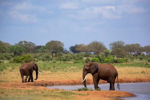Some red elephants on the waterhole in the savannah of Kenya