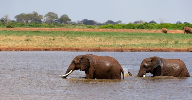 The red elephants bathe in a water hole in the middle of the savannah
