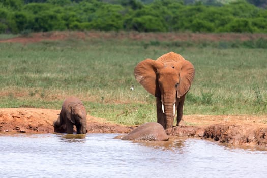 The family of red elephants at a water hole in the middle of the savannah