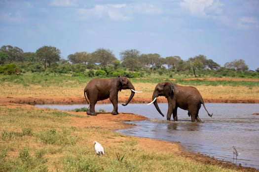 Some red elephants on the waterhole in the savannah of Kenya