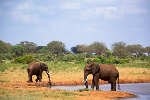 Some red elephants on the waterhole in the savannah of Kenya