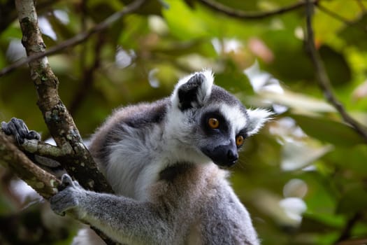 The ring-tailed lemur in the rainforest on the island of Madagascar