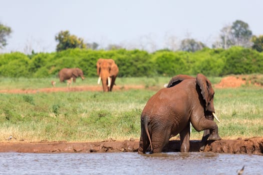 The red elephants bathe in a water hole in the middle of the savannah