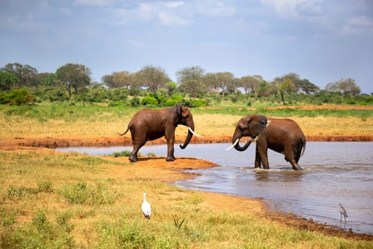 Elephants in the savannah near a water hole comes to drink