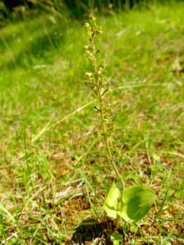 Twayblade,  orchid of the German flora.