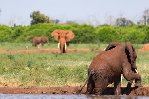 The red elephants bathe in a water hole in the middle of the savannah