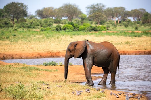 The family of red elephants at a water hole in the middle of the savannah