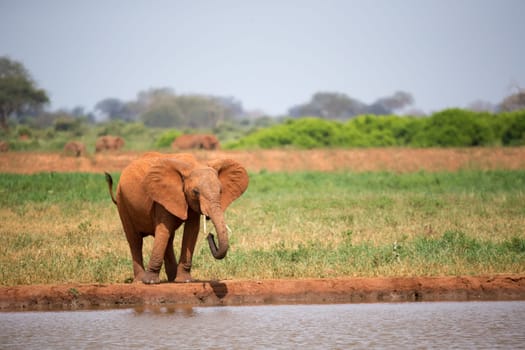 A red elephant is drinking water from the waterhole