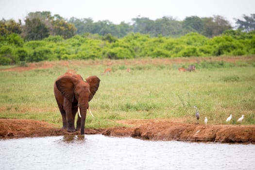 A red elephant is drinking water from the waterhole