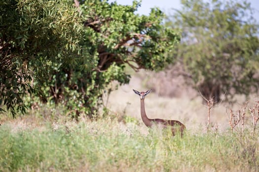 An antelope with a log neck is standing between the bush and watching