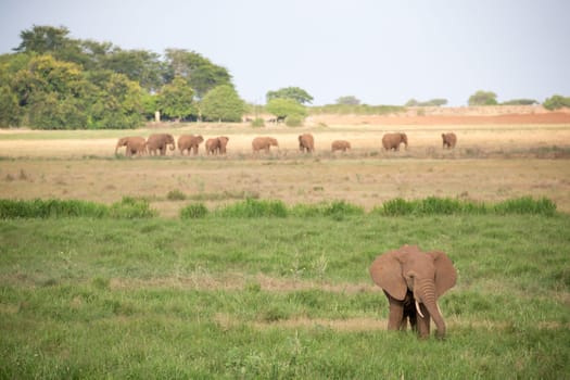 A lot of elephants are walking in the grassland of the savannah in Kenya