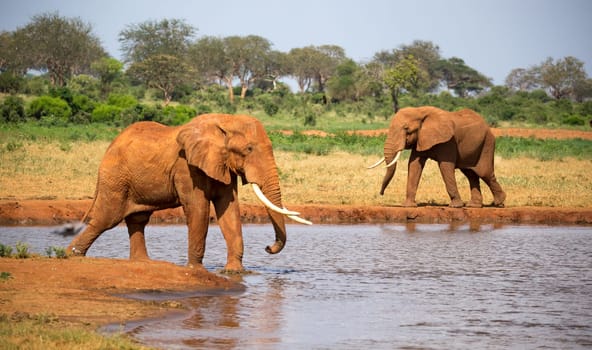 The family of red elephants at a water hole in the middle of the savannah