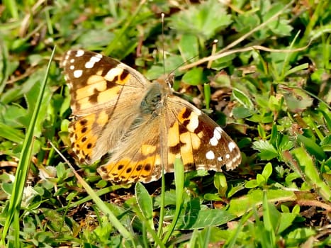 painted lady on a meadow