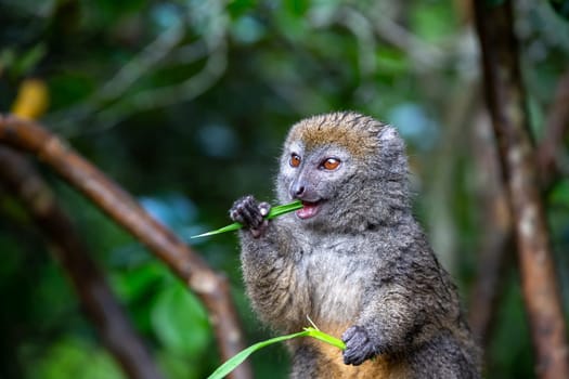 One small lemur on a branch eats on a blade of grass