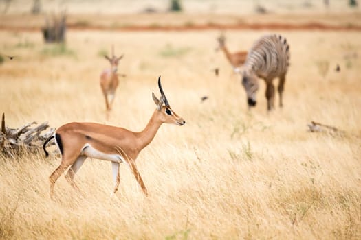 One antelope and some zebras in the savannah of Kenya