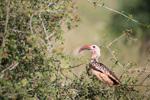A local kenyan birds on the green bush