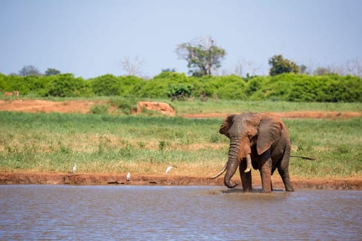 Elephant on the waterhole in the savannah of Kenya