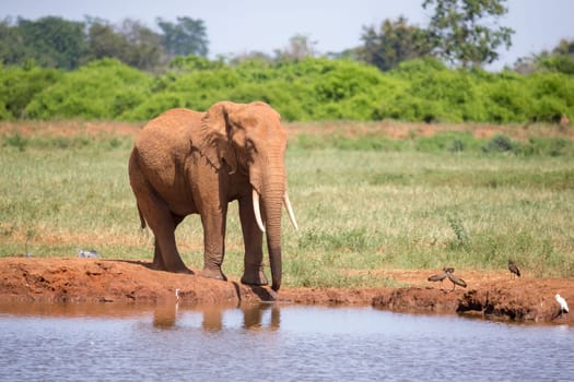Waterhole in the savannah with some red elephants