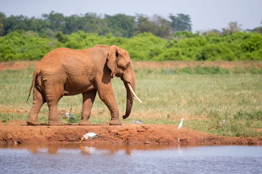 Waterhole in the savannah with some red elephants