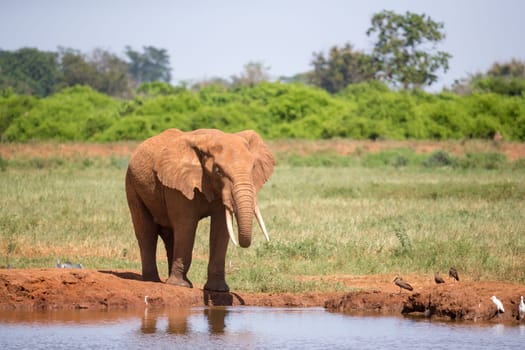 Waterhole in the savannah with some red elephants