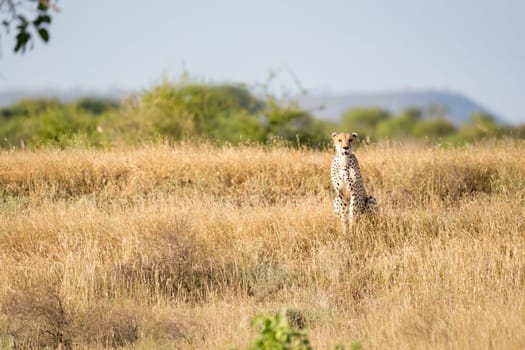 A Cheetah in the grassland of the savannah in Kenya