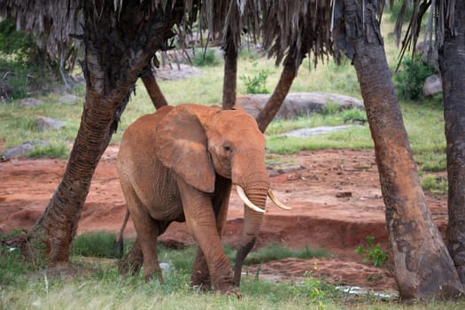 The red elephant walks among the palm trees and trees