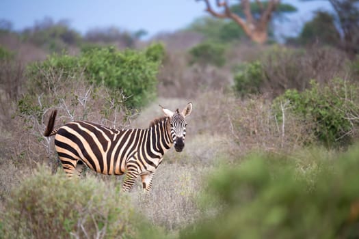 One zebra standing and watching you between the bush