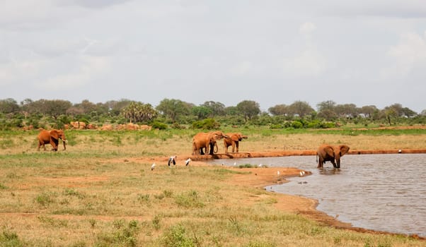 A lot of red elephants are on the waterhole