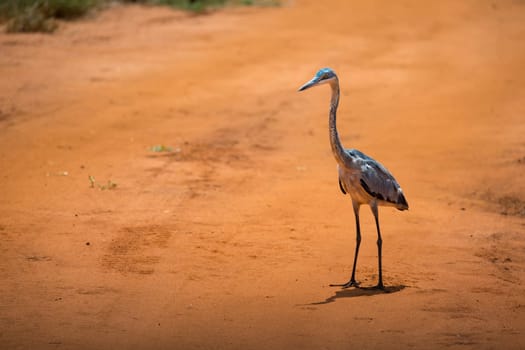 One crane stands on red soil in the savannah