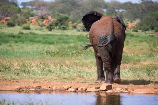 Red elephants walk in the savannah between the plants