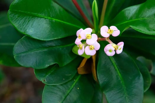 The Colorful plants and flowers in close-up on the island of Madagascar