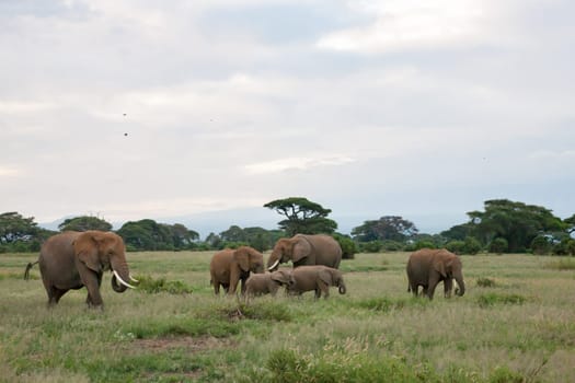 A lot of elephants in the grassland of the savannah