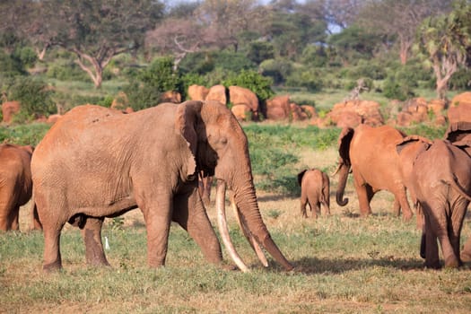 The large family of red elephants on their way through the Kenyan savanna..