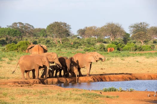 The family of red elephants at a water hole in the middle of the savannah