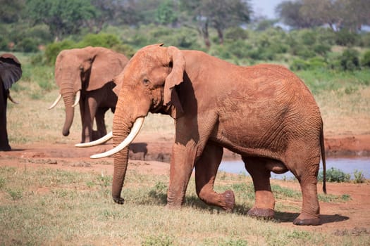 The family of red elephants at a water hole in the middle of the savannah