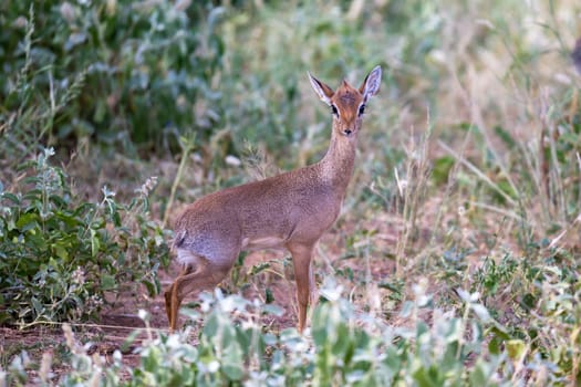 The antelopes in the grass landscape of Kenya