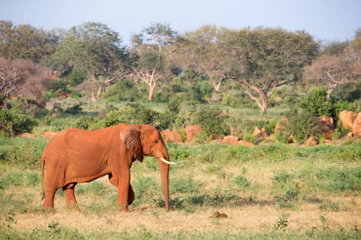 One big red elephant walks through the savannah between many plants