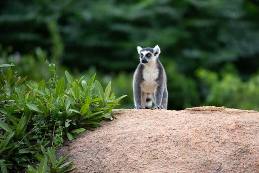 A funny ring-tailed lemurs in their natural environment