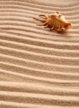 Beautiful seashells on sand and warm sun light with copy space . Summer holidays travel concept. Space for text
