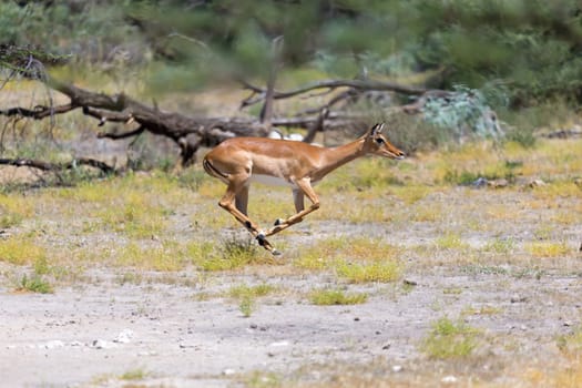 An antelope in the middle of the savannah of Kenya