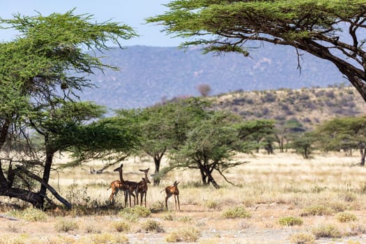 The gerenuk in the kenyan savanna looking for food