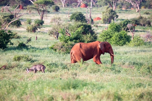 One big red elephant walks through the savannah between many plants