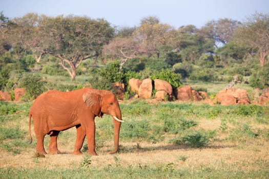 One big red elephant walks through the savannah between many plants