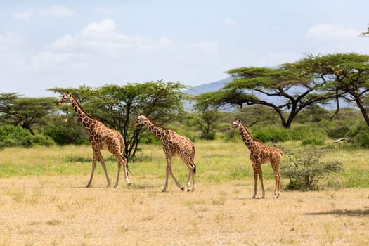 A several giraffes are walking through the grassland