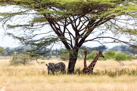 The Giraffes and a gravy zebra under the crown of a shady tree