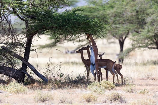 The gerenuk in the kenyan savanna looking for food